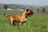 BULLMASTIFF 543